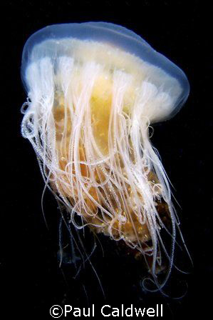 Egg-Yolk Jelly fish, Puget Sound by Paul Caldwell 
