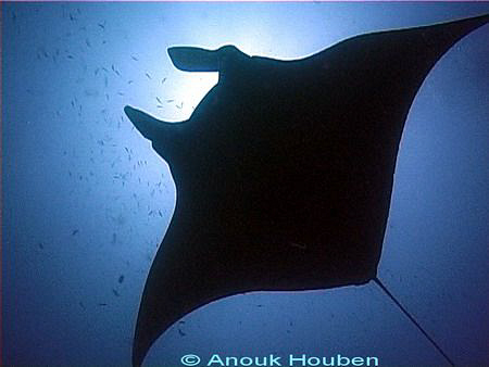 Manta ray, Manta brevirostris. Picture taken in Maldives. by Anouk Houben 