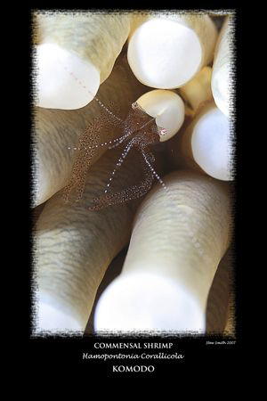commensal shrimp - 60mm macro by Stewart Smith 