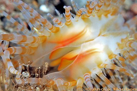 File shell, Limaria fragilis. Picture taken at Seraya, No... by Anouk Houben 