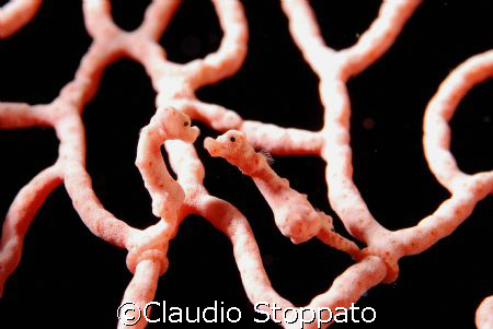 The Kiss by Claudio Stoppato 