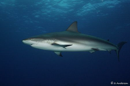 There were sharks everywhere! This photo was taken in Nas... by Steven Anderson 