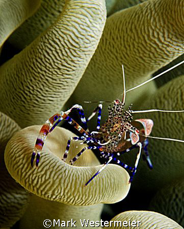 Chillin  - Image taken in Bonaire with a Nikonos RS, 50mm... by Mark Westermeier 