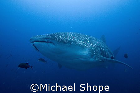 Big Fish, Big Fun!!! by Michael Shope 
