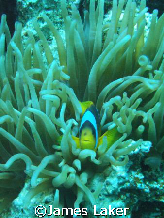 Clown Fish by James Laker 