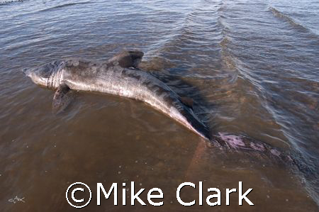 Basker on the Beach.
Waward wanderer washed up on Fisher... by Mike Clark 