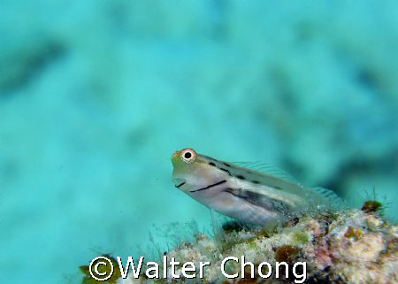 taken in redang island. by Walter Chong 