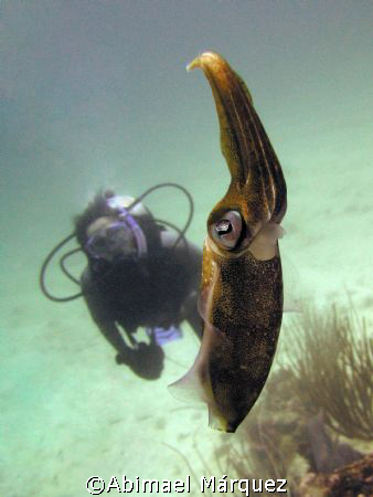 Caribbean Reef Squid, La Parguera, Puerto Rico by Abimael Márquez 