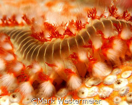 Bearded Fireworm - Image taken in Bonaire with a Nikon D1... by Mark Westermeier 