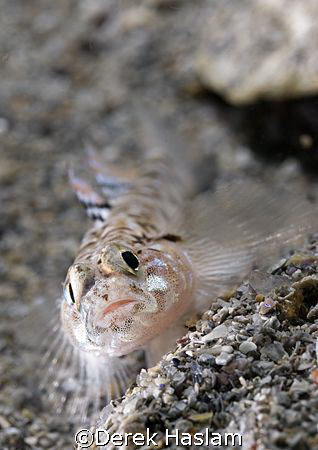 Painted goby. Connemara. D200, 60mm. by Derek Haslam 