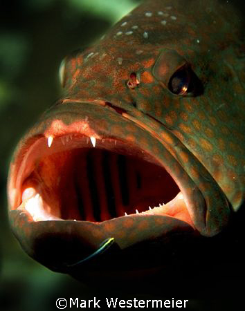 Just a little bit more - Image taken in Bonaire with a Ni... by Mark Westermeier 