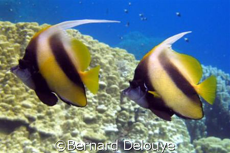 Canon PowerShot G7

August 2007, St John's Reef aera by Bernard Delouye 