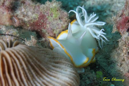 Slug at Bohol by Taco Cheung 