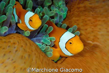 The family:Nikon D200, Macro 60 lens, two strobo
Walea 2007 by Marchione Giacomo 