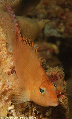 Hawkfish, Cirrhitichthys aprinus. Picture taken on the se... by Anouk Houben 