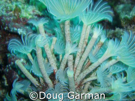Near Playa De Carmen by Doug Garman 