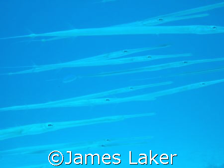 Cornetfish by James Laker 