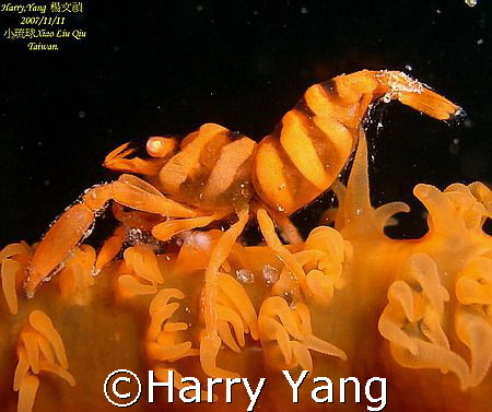 Sea Whip Shrimp..2007/11/11 Xiao Liu Qiu, Taiwan. by Harry Yang 