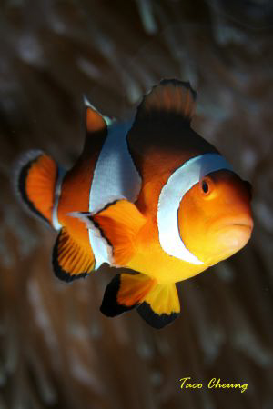 Crown Anemonefish at Bohol  by Taco Cheung 