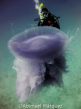 Stinging Jellyfish, Peter Island, B.V.I. by Abimael Márquez 