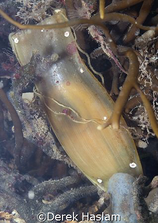 Mermaid's purse. Menai strait's. D200, 60mm. by Derek Haslam 