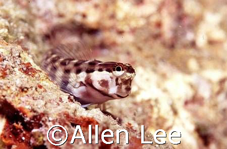 cute blenny.Nikon F-100,105mm macro,RVP 100F. by Allen Lee 