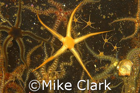 Dancing Golden Brittle Stars, St. Abbs.
D70, 60mm lens by Mike Clark 