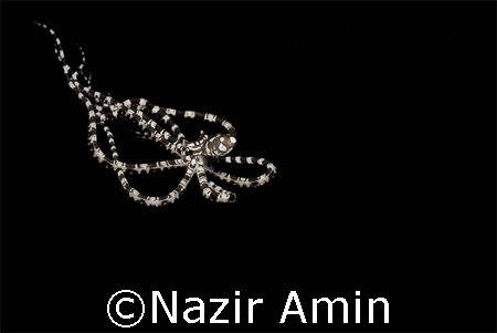 Taken at Lembeh Straits from my recent trips.

Wanderpus by Nazir Amin 