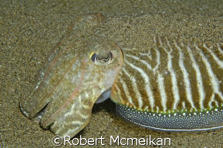 This fella had been hiding in the sand when I disturbed h... by Robert Mcmeikan 
