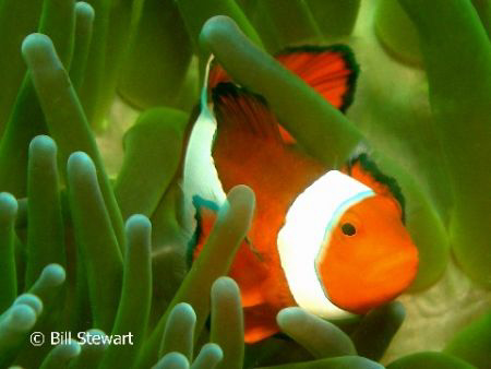 False Clown Anemonefish (Amphiprion ocellaris)  Taken dur... by Bill Stewart 