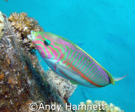 Colourful! 
Sony DSC W90 in Sony WB housing. by Andy Hamnett 