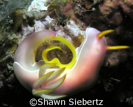 Nudibranch laying eggs in a spiral. Picture taken with an... by Shawn Siebertz 