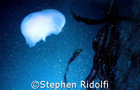 Moon Jelly taken at Point Lobos  by Stephen Ridolfi 