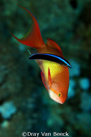 Cleaner with happy client. Nikon D80, 105mm macro. by Dray Van Beeck 