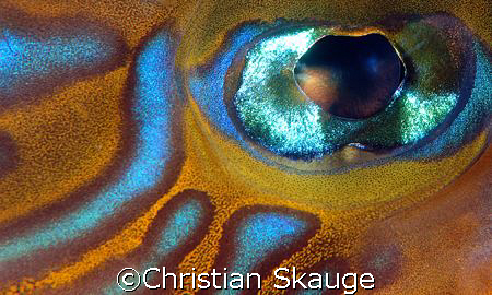 The eye of the Dragonet. Nikon D200 in Nexus housing, 2x ... by Christian Skauge 
