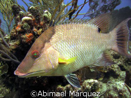 Hogfish, Vieques, Puerto Rico by Abimael Márquez 