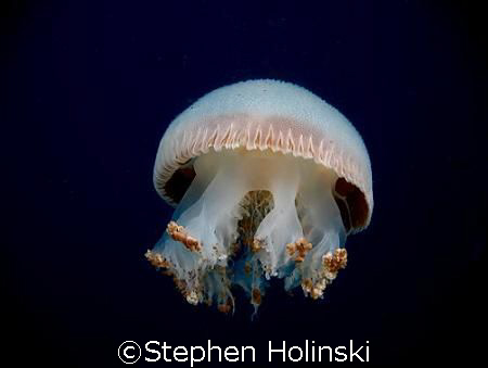 Jelly passing along at the start of a dive. by Stephen Holinski 