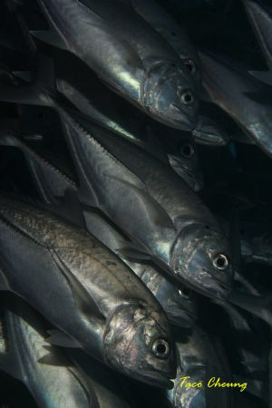 Trevally by Taco Cheung 