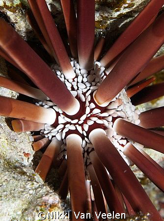 Pencil urchin taken at Ras Umm Sid with E300 and 50mm. by Nikki Van Veelen 