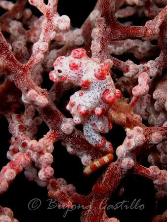 My first Pygmy Seahorse - Taken at Cathedral divesite in ... by Arthur Castillo 