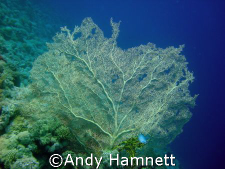 The edge of the Abyss!  At the edge of the drop off at th... by Andy Hamnett 