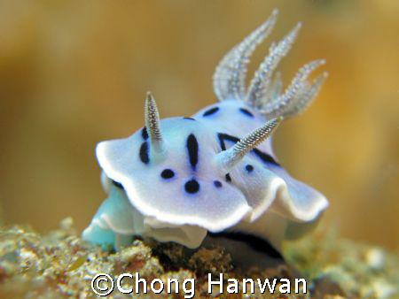 taken in philippines... by Chong Hanwan 
