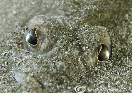 Eyes - a plaice buried in the sand at Aughrusmore, Connem... by Mark Thomas 