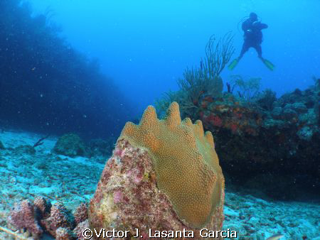my friend fernando roura in the new dive site at parguera... by Victor J. Lasanta Garcia 