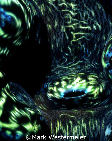 Tridacna Siphon – Sort of a macro of a giant clam, but ta... by Mark Westermeier 