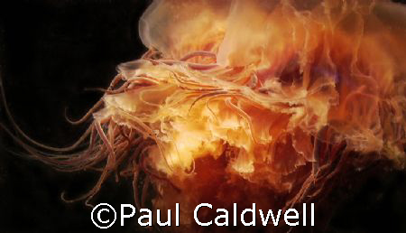 Puget Sound Lion's Mane Jellyfish by Paul Caldwell 