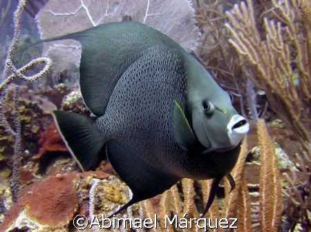 Gray Angelfish, Vieques, Puerto Rico by Abimael Márquez 