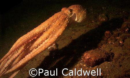 Puget Sound Red Octopus by Paul Caldwell 