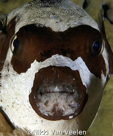 Second attempt (and better I hope) at a Masked pufferfish... by Nikki Van Veelen 