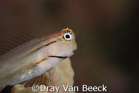 First photo with the 105mm and +4 dioptrie lens. by Dray Van Beeck 